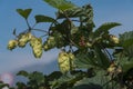 Hops flowers on bush against blue sky