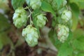 Hops flowers closeup