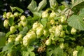 Hops flowers