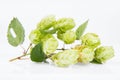 Hops flowers