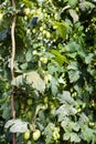 hops garden, Czech Republci Royalty Free Stock Photo