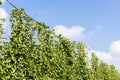 hops in hops garden, Czech Republic Royalty Free Stock Photo