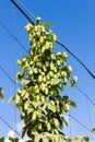 hops in hops garden, Czech Republic Royalty Free Stock Photo