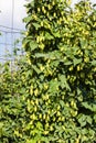 hops in hops garden, Czech Republic Royalty Free Stock Photo