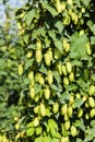 hops in hops garden, Czech Republic Royalty Free Stock Photo