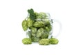 Hops in glass beer mug over white background Royalty Free Stock Photo