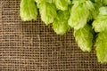 Hops green ripe cone for brewing on burlap braided jute background with copy space, close-up, top view