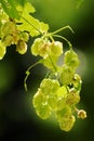 Hops growing on Humulus lupulus plant. Common hop flowers or seed cones and green foliage backlit by the sun.