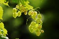 Hops growing on Humulus lupulus plant. Common hop flowers or seed cones and green foliage backlit by the sun.