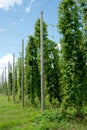 Hops Growing on Poles Close to Harvest Time
