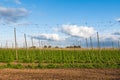 Hops growing on trellises in a field for use in the brewing industry