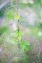 Hops growing up Fennel