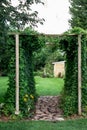 Hops growing up a trellis