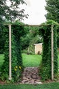 Hops growing up a trellis in a summer garden