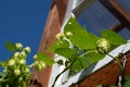 Hops, growing on a vine climbing an old building.