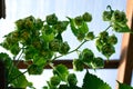 Hops, growing on a vine, shot from underneath
