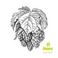 Hops hand drawn illustration