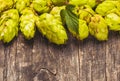 The hops heap Royalty Free Stock Photo