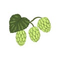 Hops herb plant with leaf, element for brewery products design vector Illustration on a white background