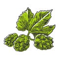 Hops herb plant which is used in the brewery of beer. For labels and packaging beer. Vector engraved illustration.