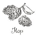 Hops herb plant which is used in the brewery of beer. For labels and packaging.