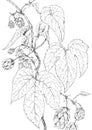 Hops Humulus lupulus botanical drawing