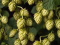 Hops (Humulus lupulus) in the garden