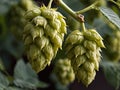 Hops (Humulus lupulus) in the garden