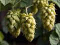 Hops (Humulus lupulus) in the garden