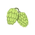 Hops, humulus lupulus plant, element for brewery products design vector Illustration on a white background