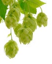 Hops isolated. Green fresh leaf, stem and hop cone bunch Royalty Free Stock Photo