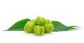Hops isolated. Green fresh leaf, stem and hop cone bunch Royalty Free Stock Photo