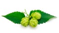 Hops isolated. Green fresh leaf, stem and hop cone bunch Royalty Free Stock Photo