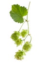 Hops isolated on white background Royalty Free Stock Photo