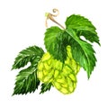 Hops isolated on a white background Royalty Free Stock Photo