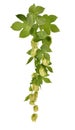 Hops isolated on white background. Royalty Free Stock Photo