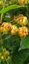 Hops (lat. HÃÂºmulus) is a genus of climbing herbaceous plants of the Cannabaceae family. inflorescences close-up. Royalty Free Stock Photo