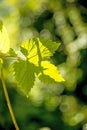 Hops, leaf in back light Royalty Free Stock Photo