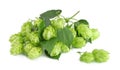 Hops, with leaves, isolated on a white background Royalty Free Stock Photo
