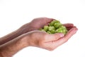 Hops in male hands isolated on white background