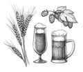 Hops, malt, beer glass and beer mug Royalty Free Stock Photo