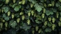 Hops pattern causes overcrowding, resulting in hyperreal spacing for text. Royalty Free Stock Photo