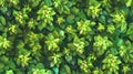 Hops pattern leads to overcrowding, creating a hyperreal space for text. Royalty Free Stock Photo
