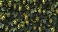 Hops\' pattern of overcrowding is hyperreal. Royalty Free Stock Photo