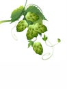 Hops plant