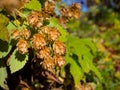 Hops plant close up. Green natural background. Royalty Free Stock Photo