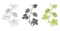 Hops plant decoration elements