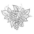 Hops plant engraving vector illustration