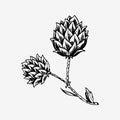 Hops plant with leaves in vintage style. Engraved monochrome sketch for banner or logo, beer or book. Vector Royalty Free Stock Photo