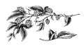 Hops plant with leaves in vintage style. Engraved monochrome sketch for banner or logo, beer or book. Vector Royalty Free Stock Photo